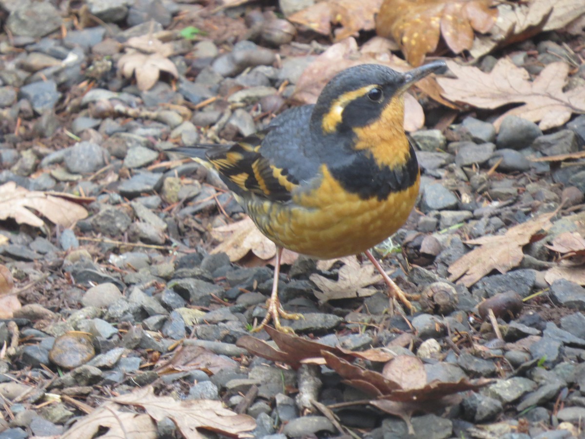 Varied Thrush - ML601002361