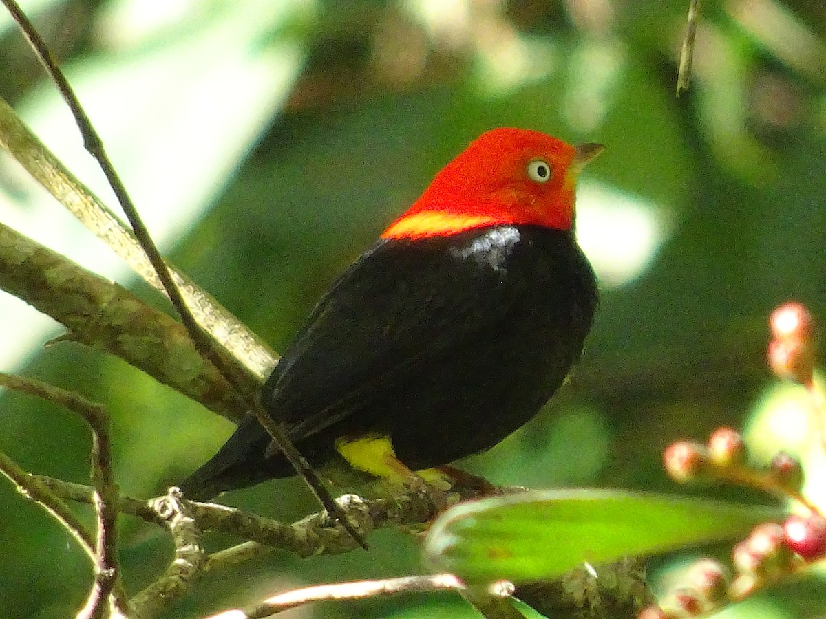 Red-capped Manakin - ML601002791