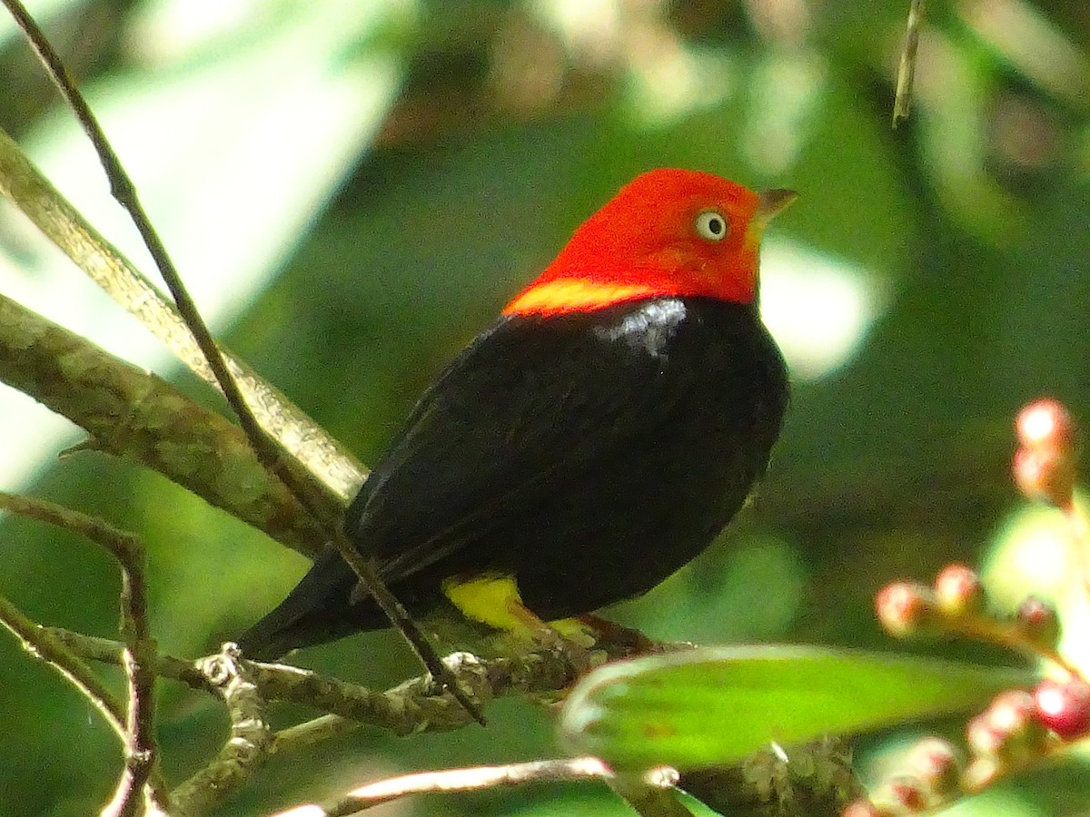 Manakin à cuisses jaunes - ML601002791