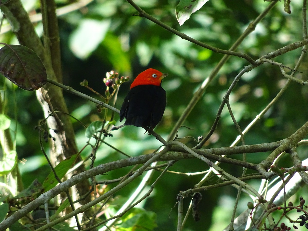 Red-capped Manakin - ML601002801