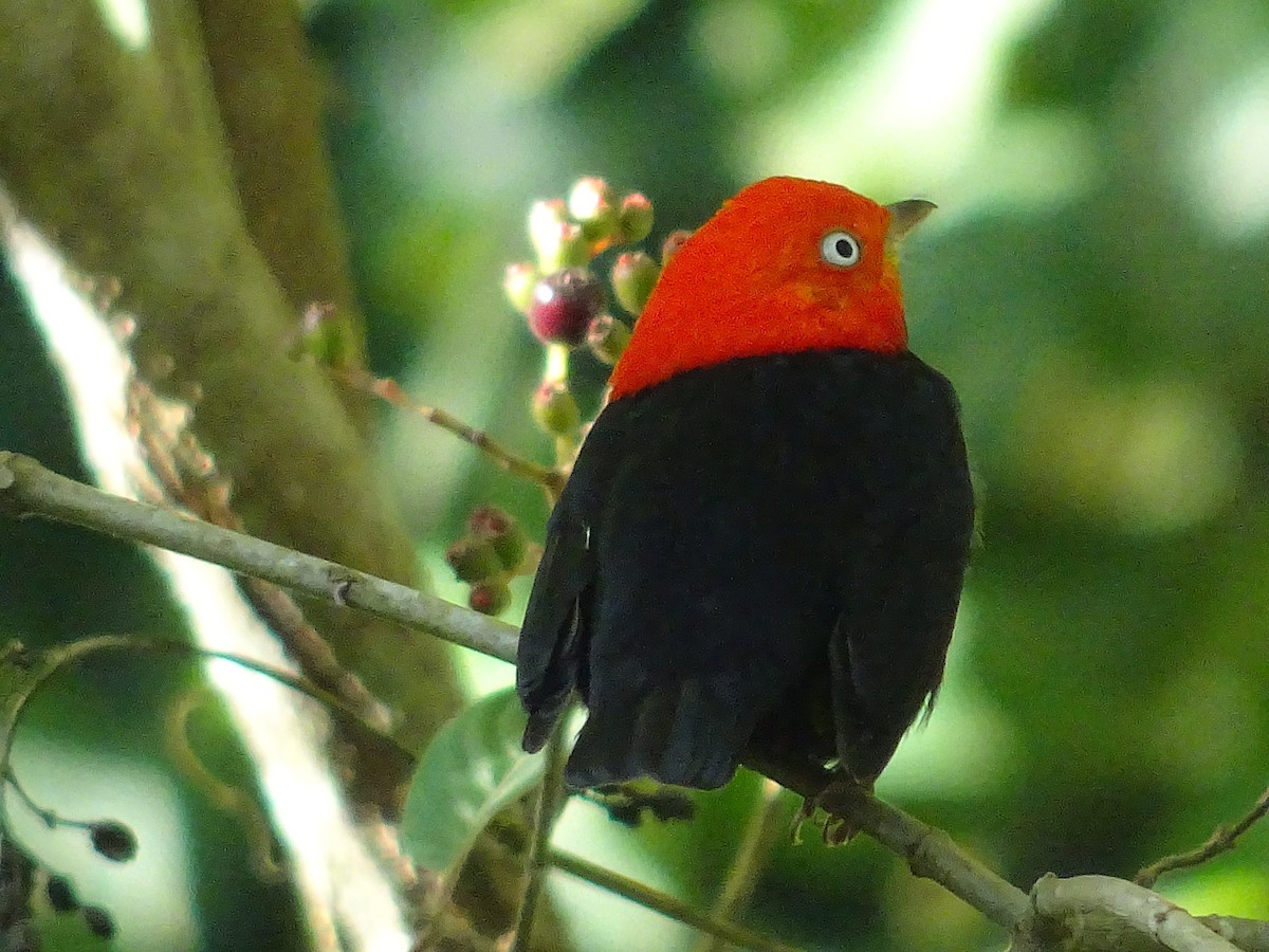 Red-capped Manakin - ML601002811