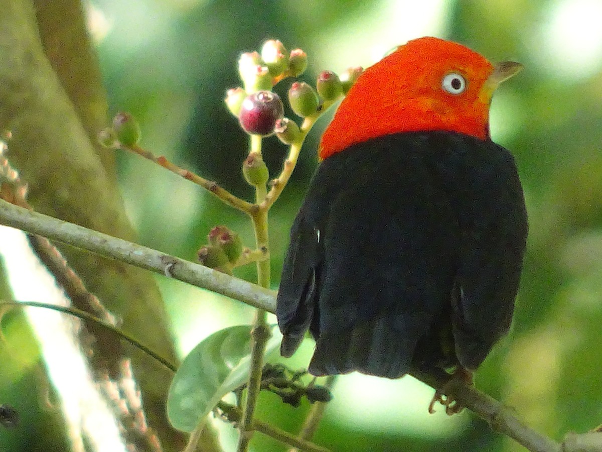 Red-capped Manakin - ML601002821