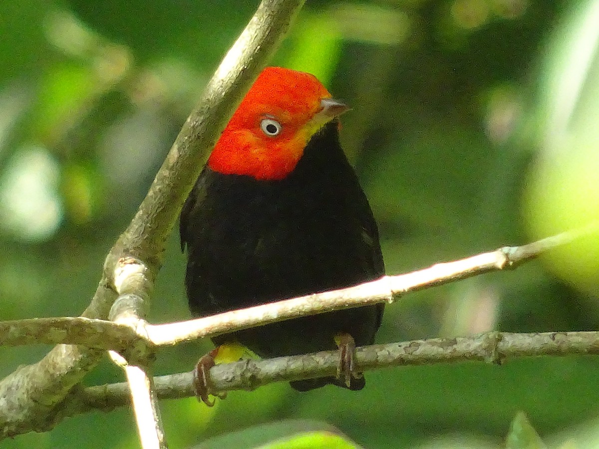Red-capped Manakin - ML601002831