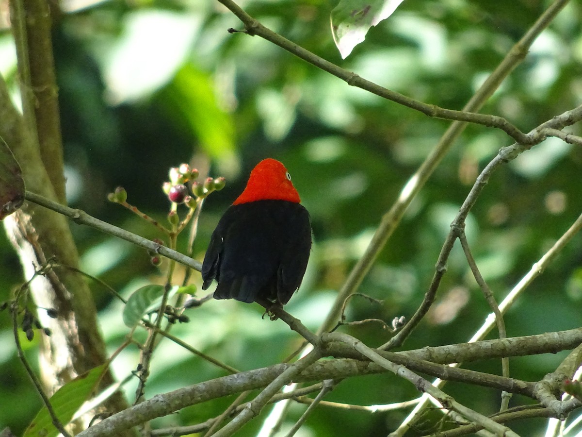 Red-capped Manakin - ML601002841