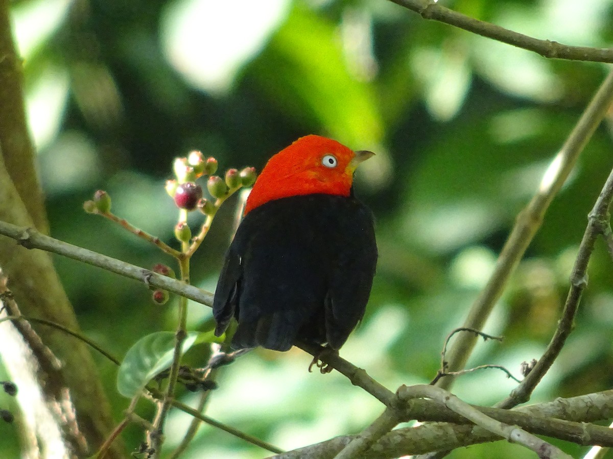 Red-capped Manakin - ML601002851