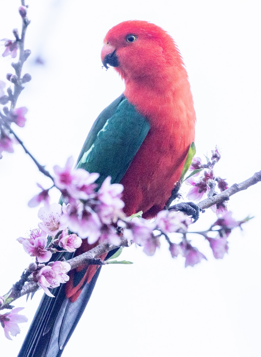 キンショウジョウインコ - ML601003491