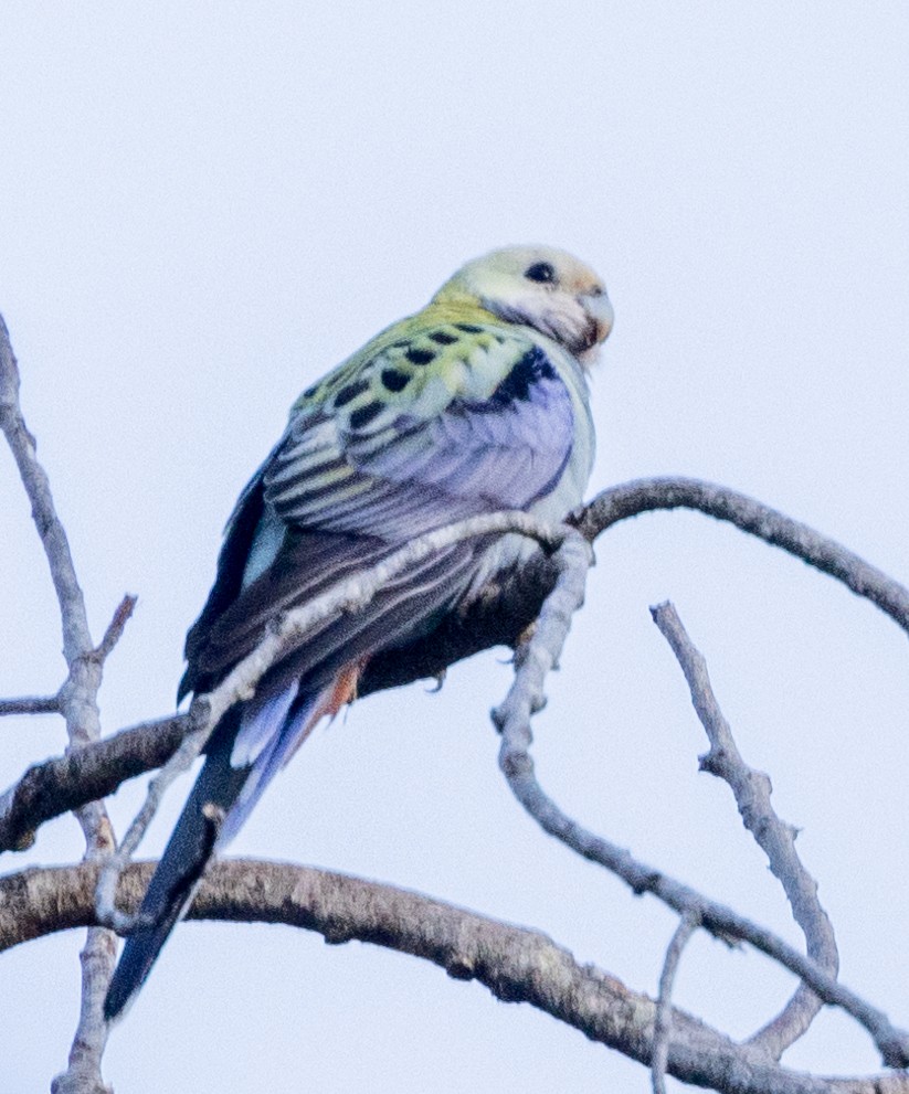 ホオアオサメクサインコ - ML601004241