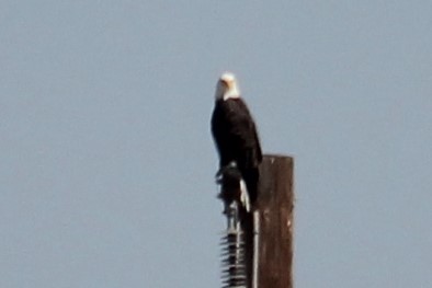 Bald Eagle - ML601004951