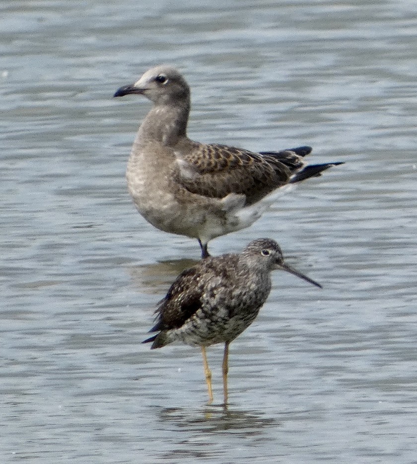 Greater Yellowlegs - Deb Weltsch