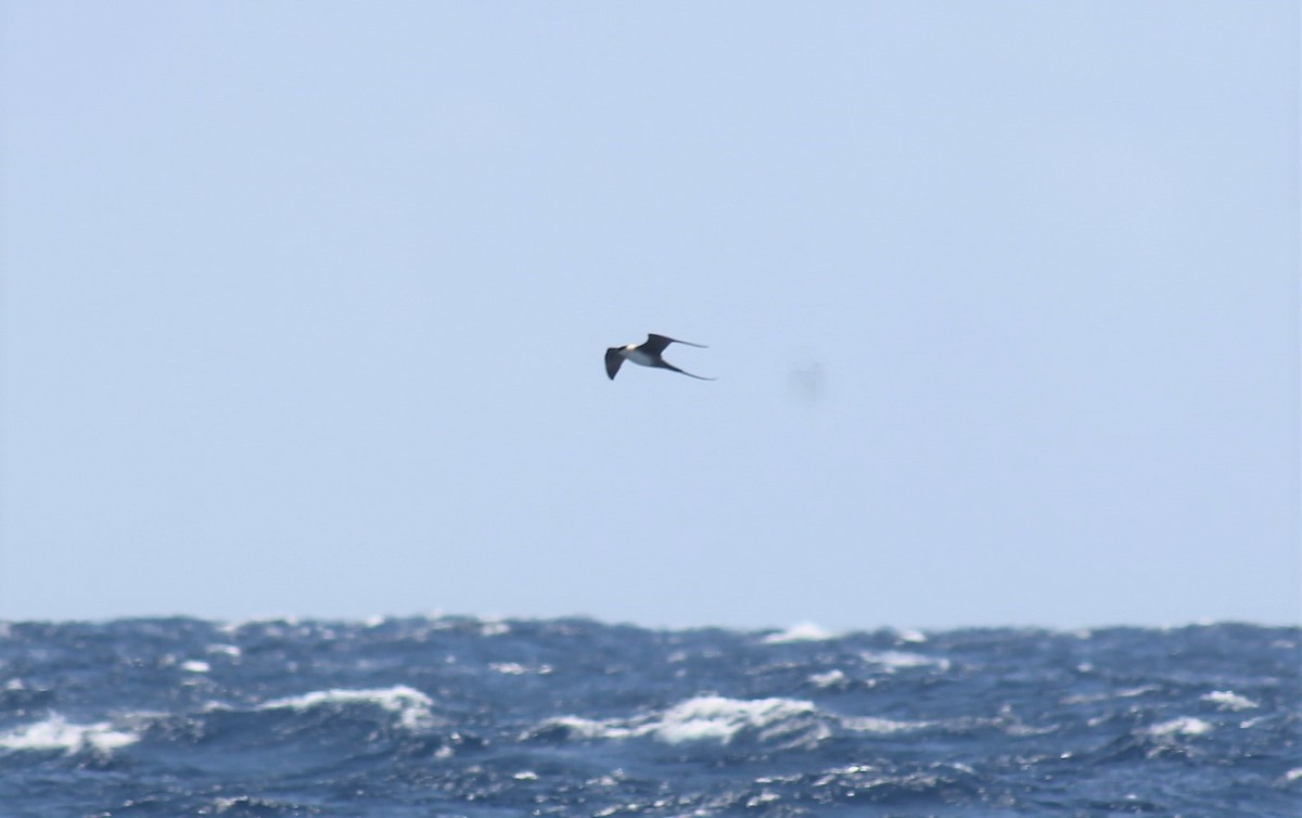 Long-tailed Jaeger - ML601005931