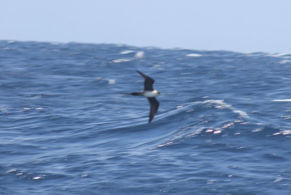 Long-tailed Jaeger - ML601005971