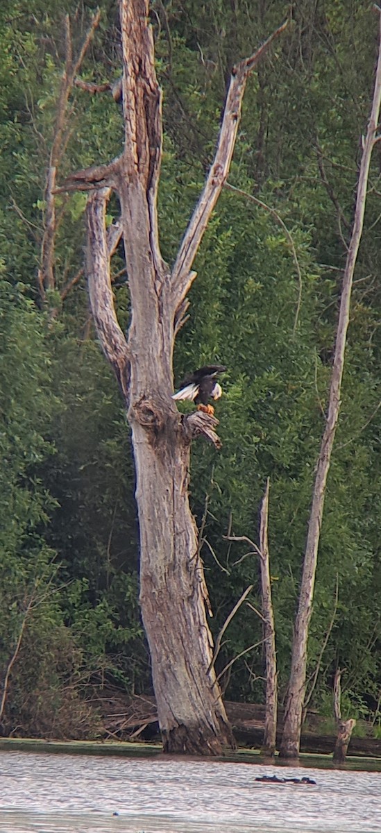 Bald Eagle - ML601006421