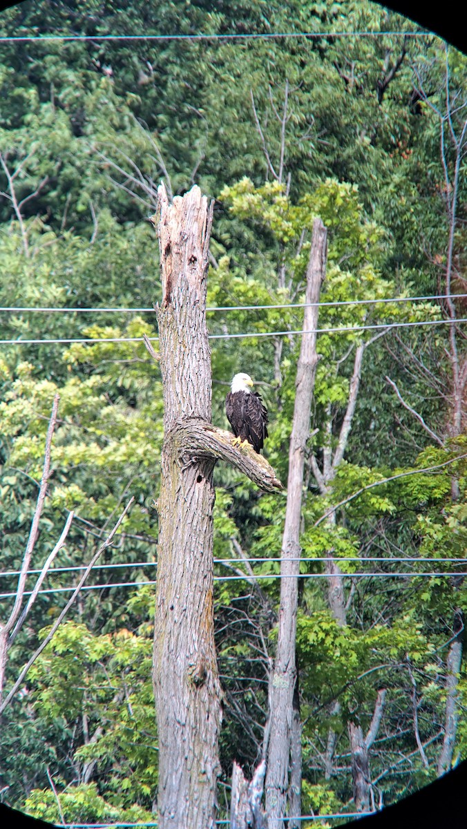 Bald Eagle - ML601006431