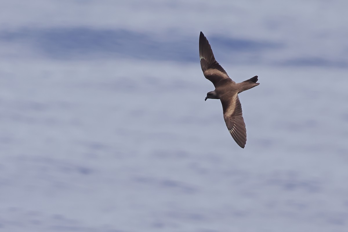 Swinhoe's Storm-Petrel - Jeran Lin