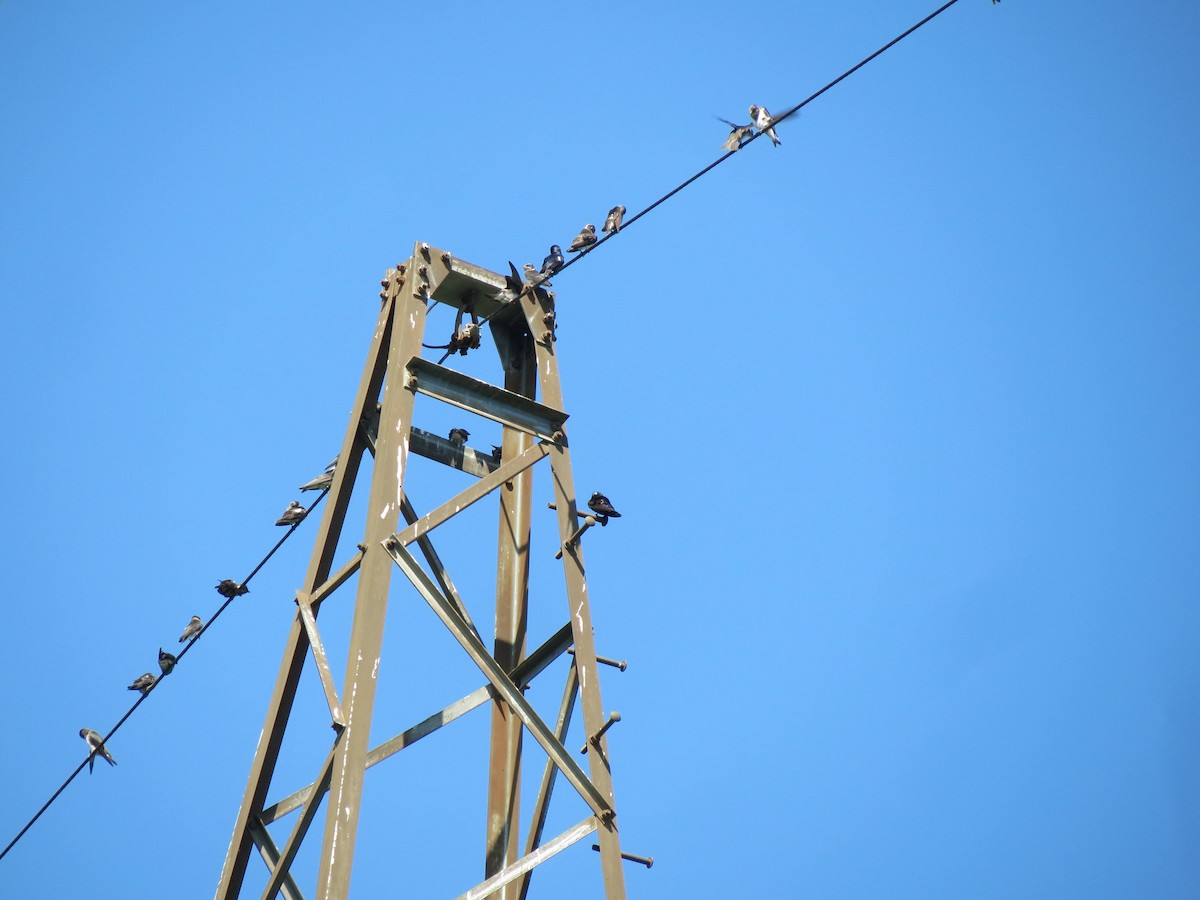 Cliff Swallow - ML601007181