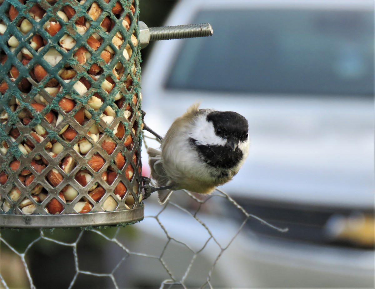 Black-capped Chickadee - Teresa Weismiller