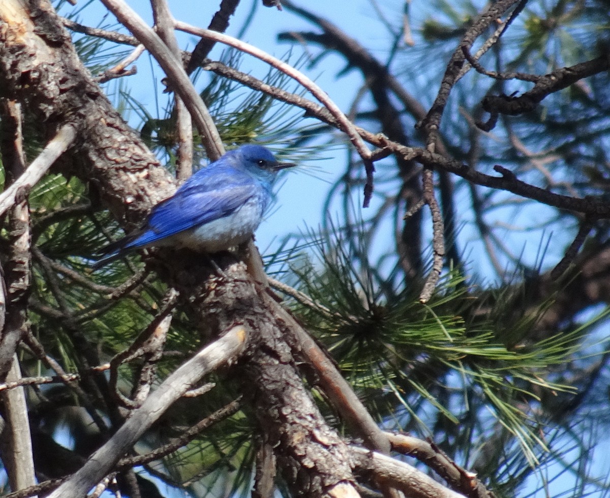 Mountain Bluebird - ML601007641