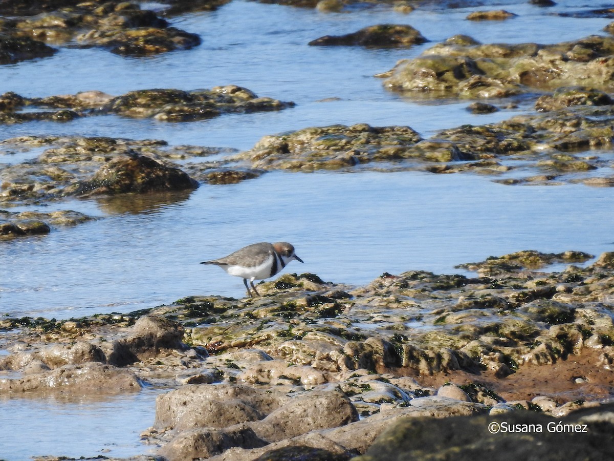 Two-banded Plover - ML601007821