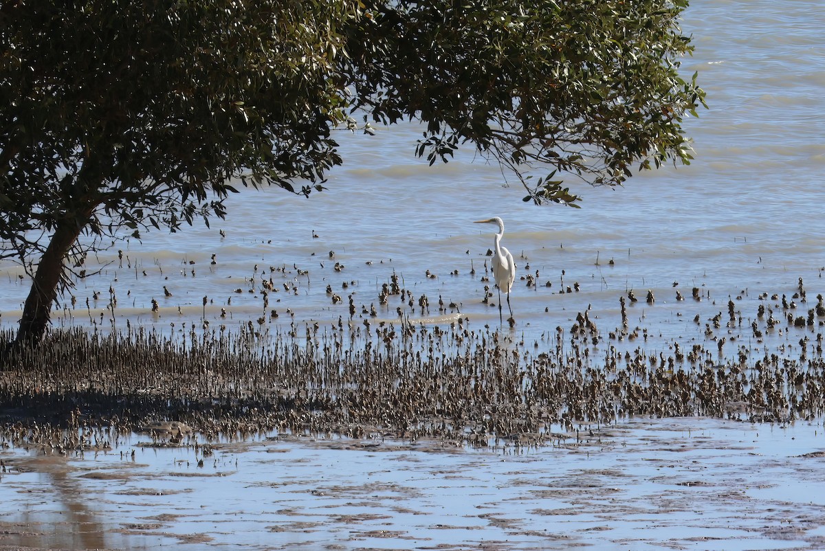 Great Egret - ML601009301