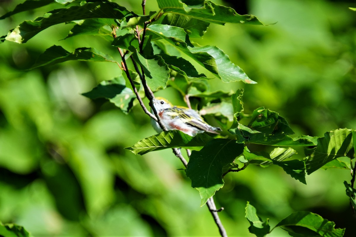 Chestnut-sided Warbler - ML601009671