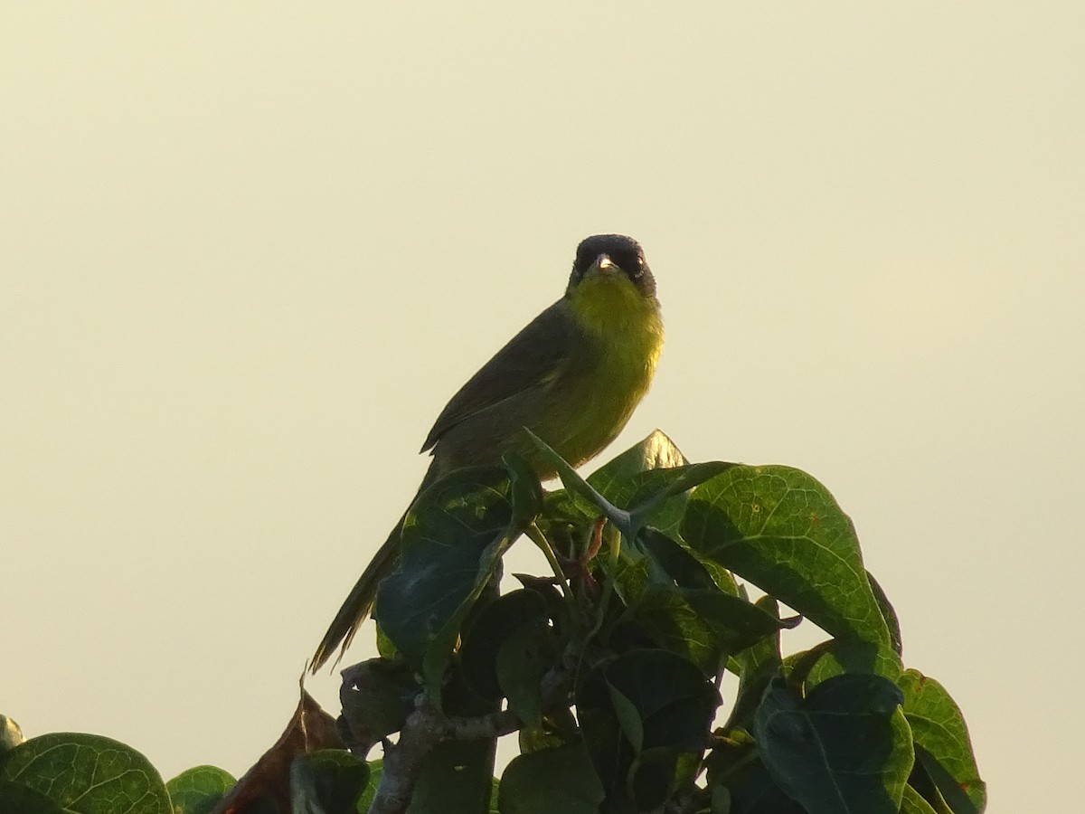 Common Yellowthroat - ML601012211