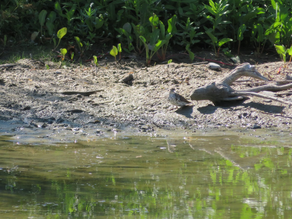 Spotted Sandpiper - Anna Wittmer