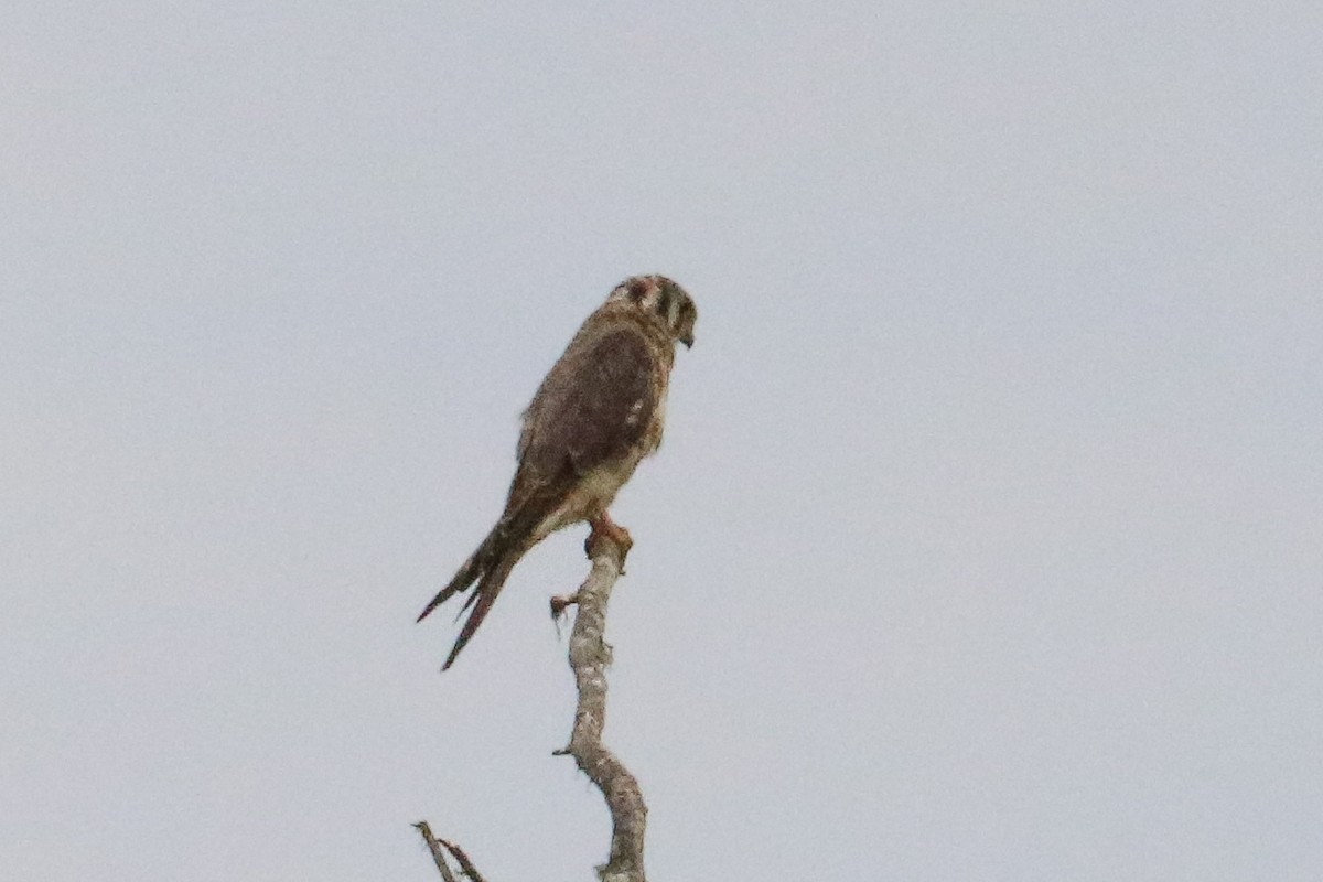 American Kestrel - ML601013031