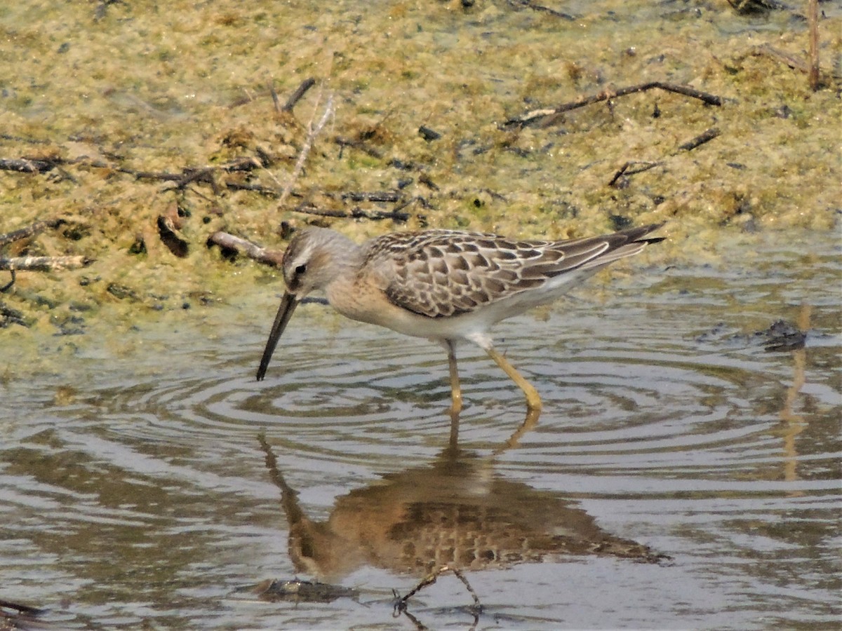 Stilt Sandpiper - ML601013651