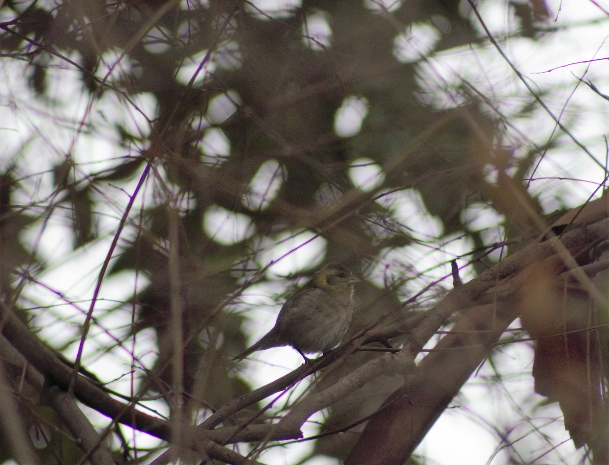 Black-chinned Siskin - ML601013661