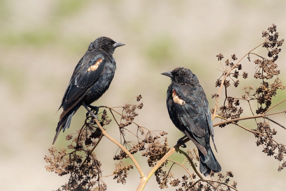 Tricolored Blackbird - ML601013741