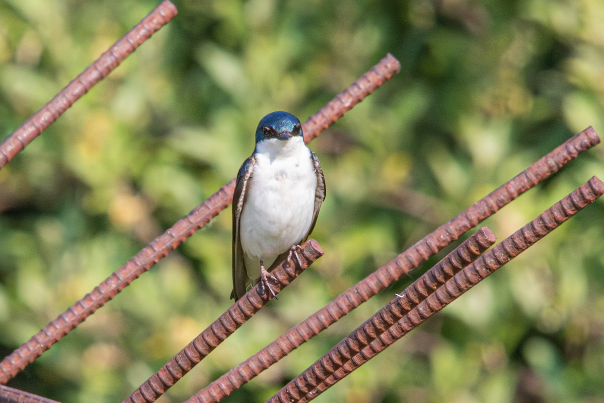 Hirondelle bicolore - ML601014501