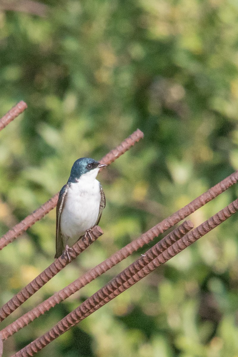 Hirondelle bicolore - ML601014511