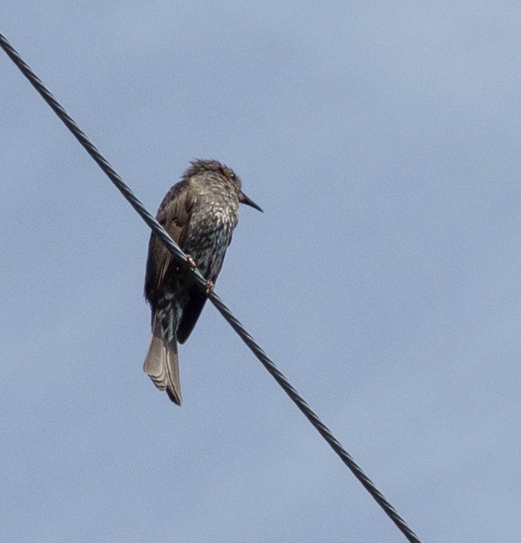 Bulbul Orejipardo - ML601015991