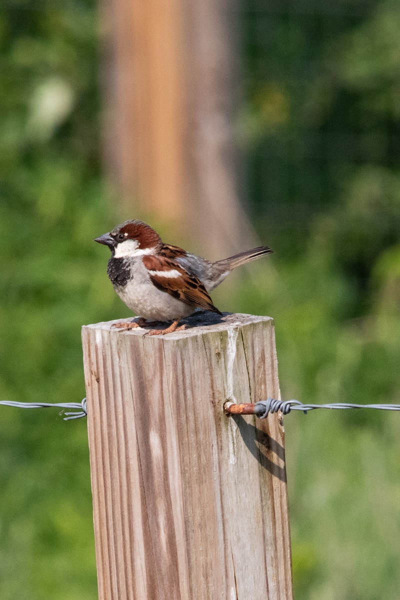 House Sparrow - ML601016241