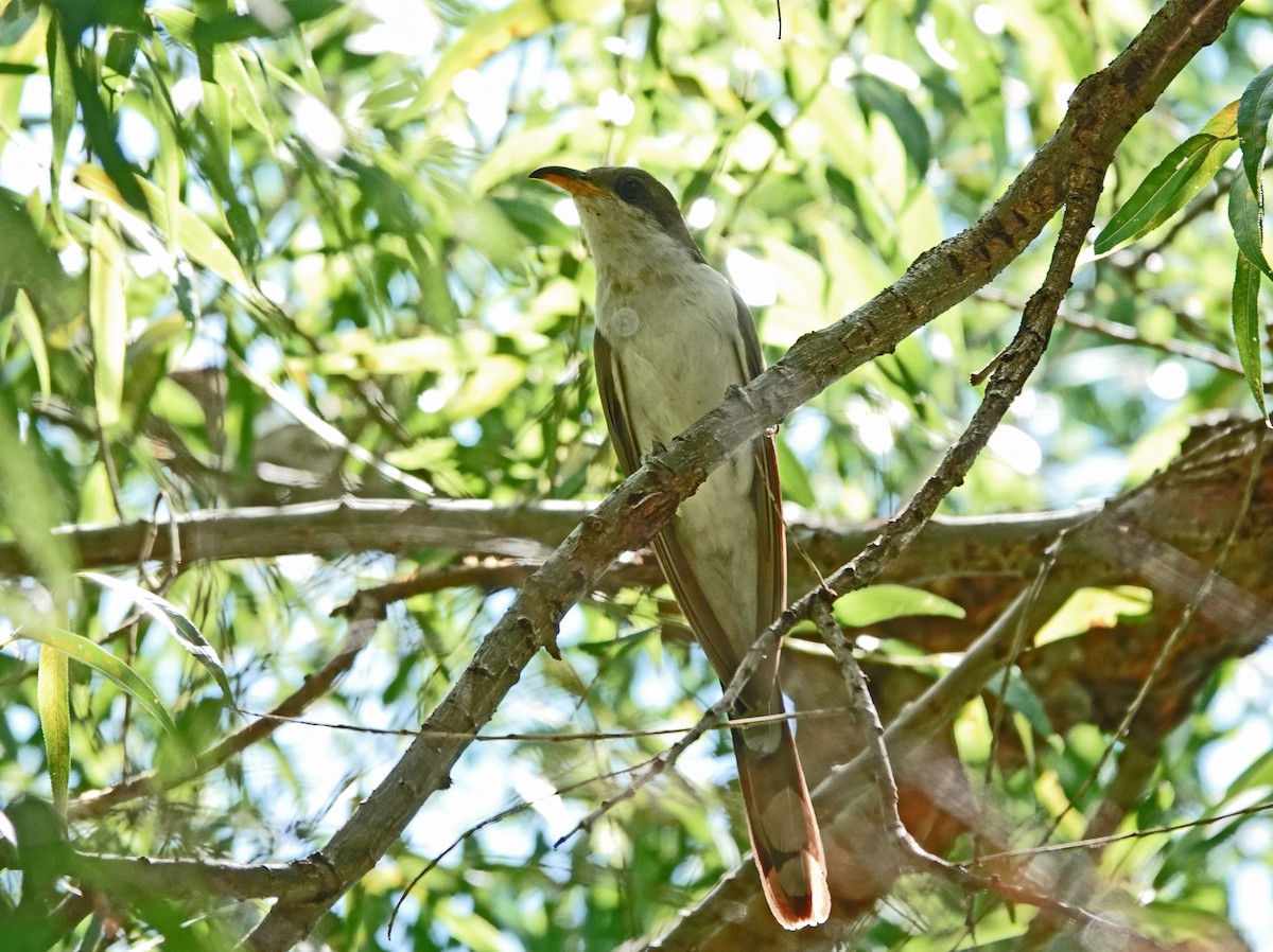 Yellow-billed Cuckoo - ML601016321