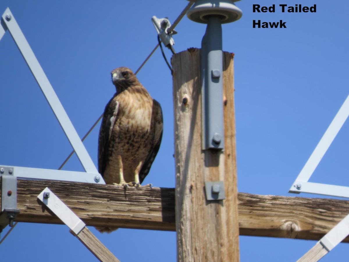 Red-tailed Hawk - ML601016841