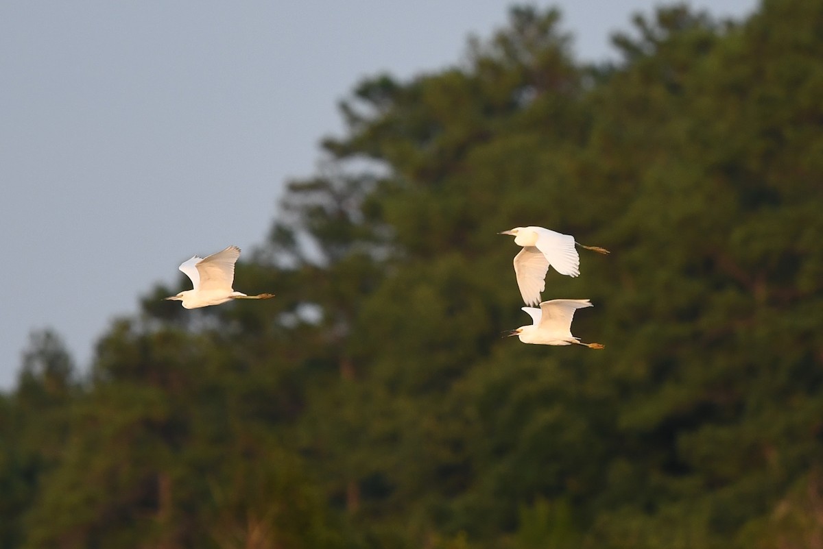 Snowy Egret - ML601017351