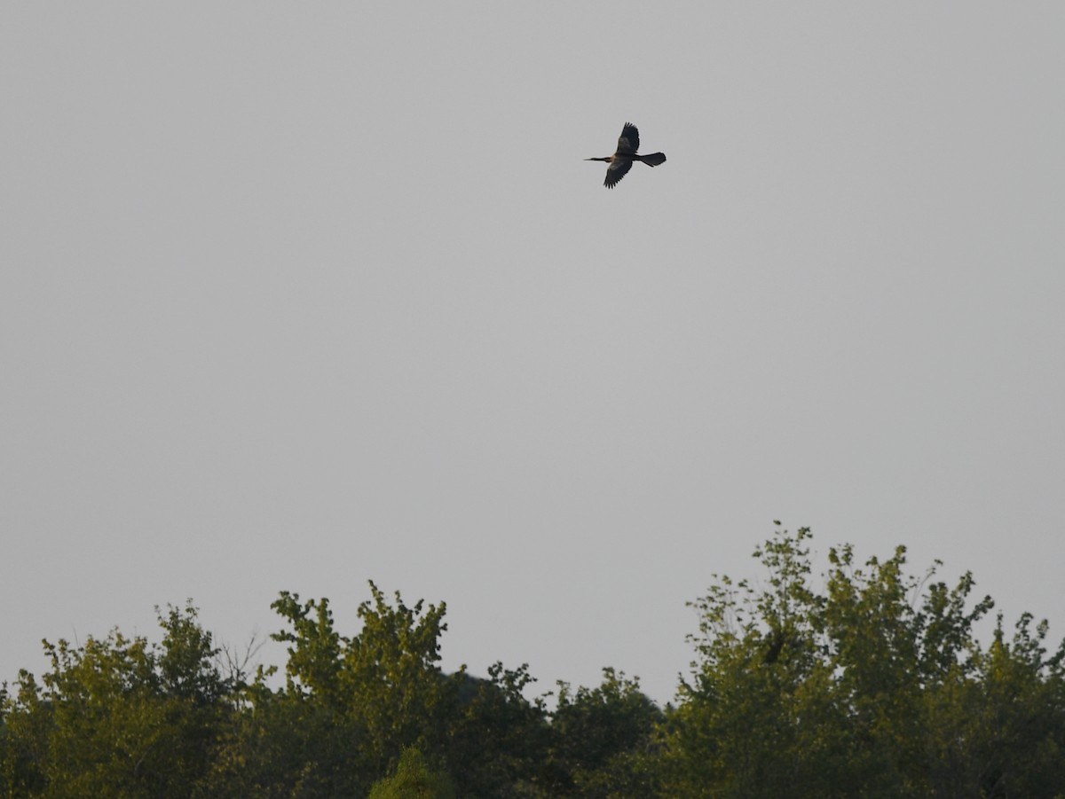Anhinga - ML601018091