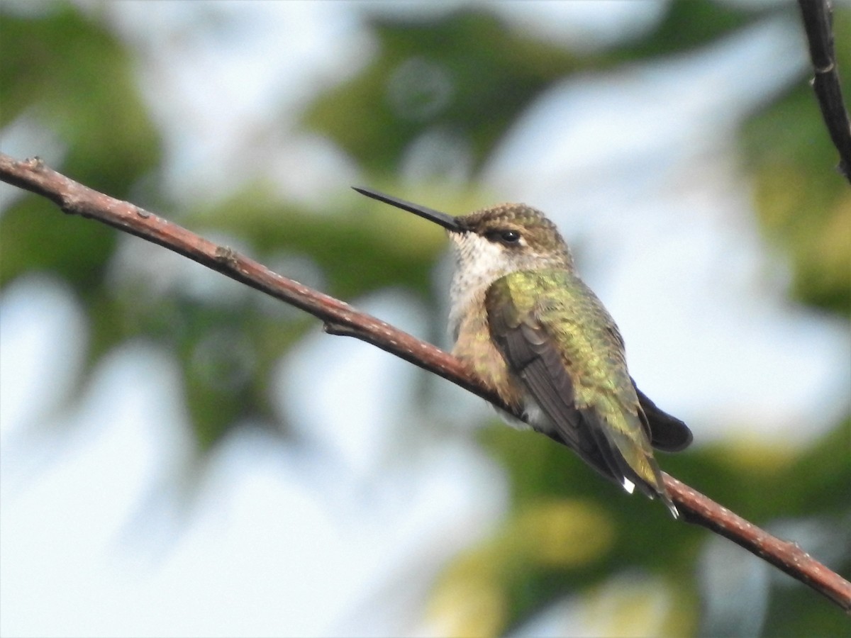 Rufous Hummingbird - ML601018301