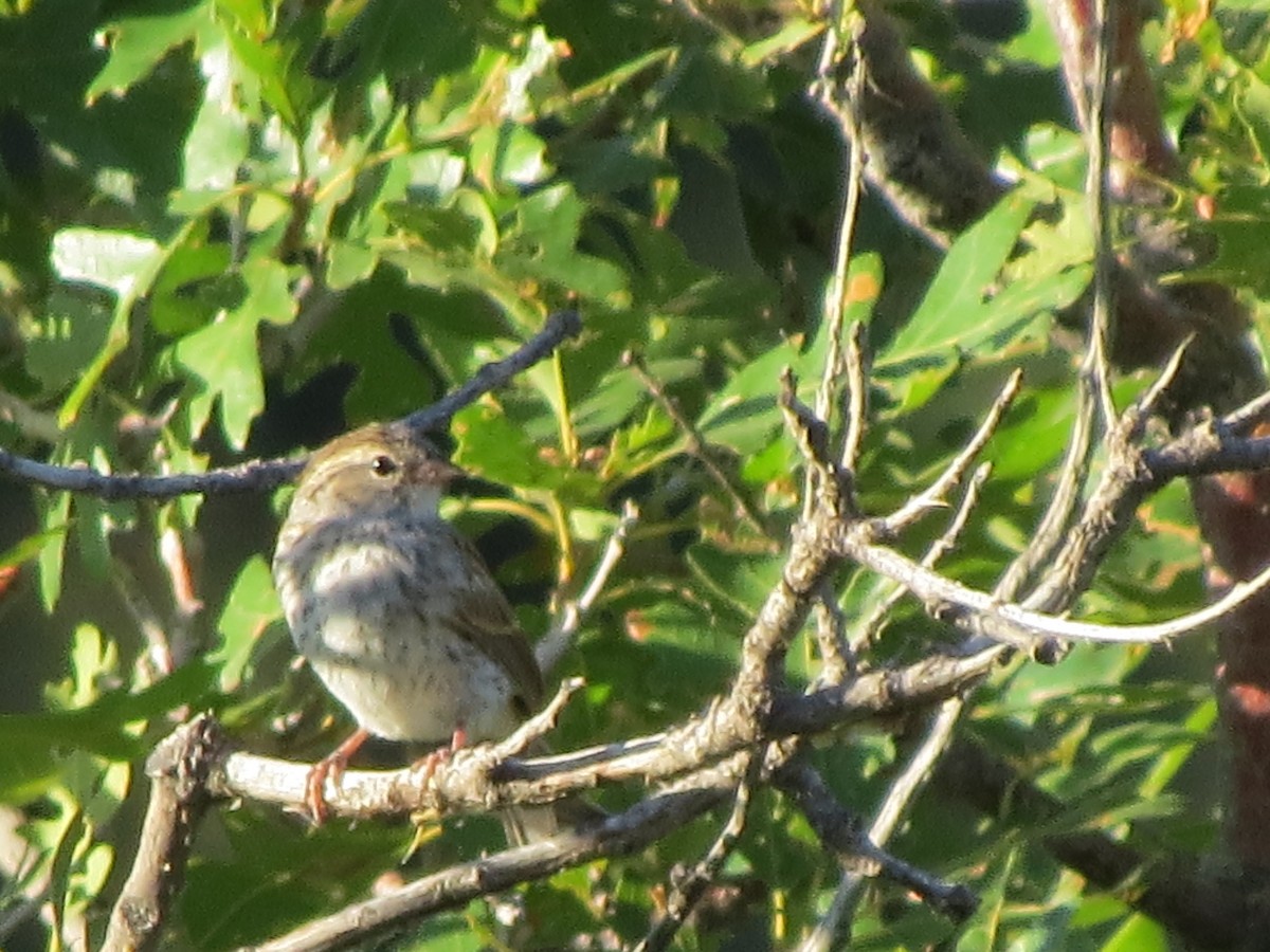 Chipping Sparrow - ML601019311