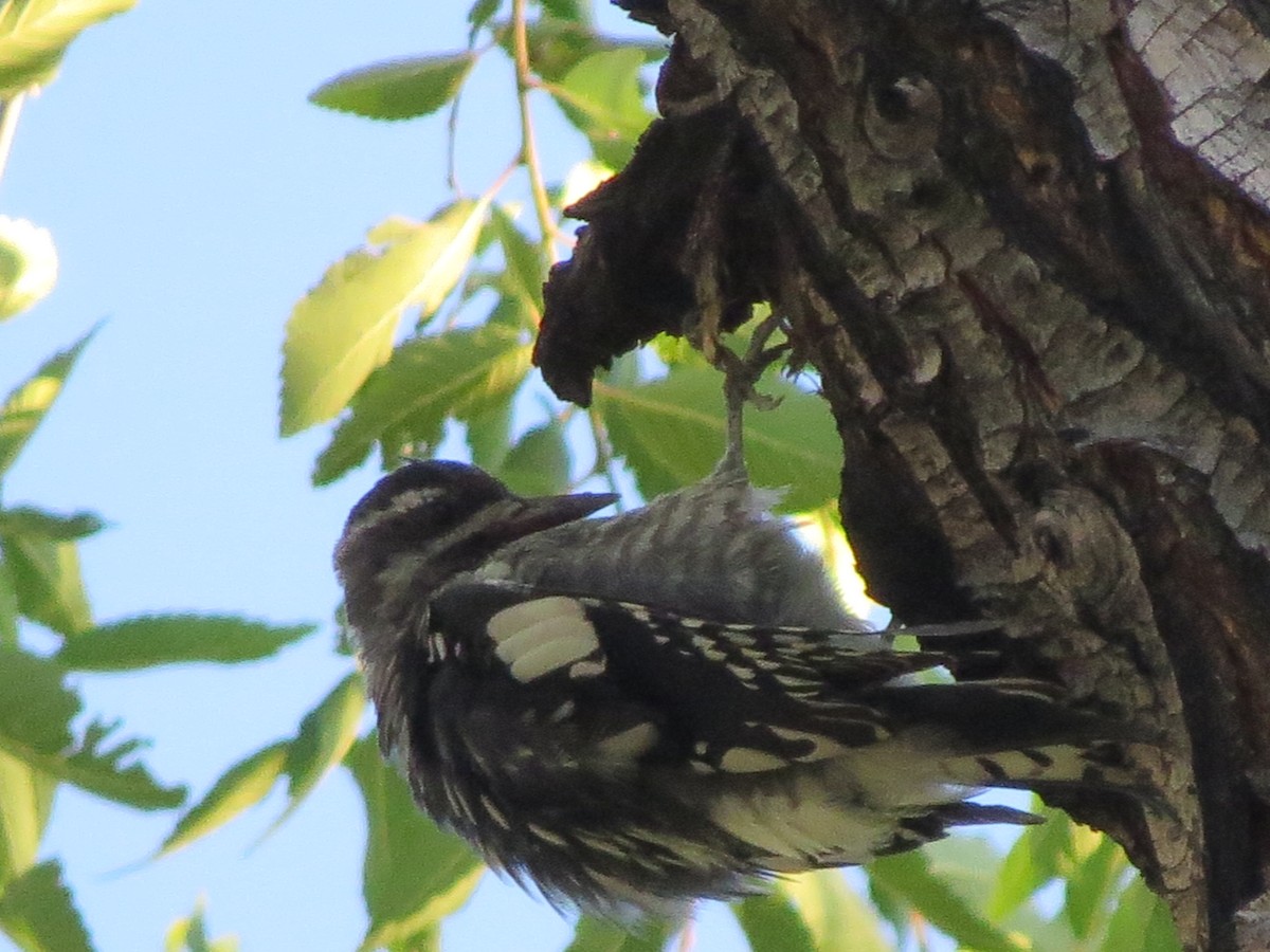 Red-naped Sapsucker - ML601019511