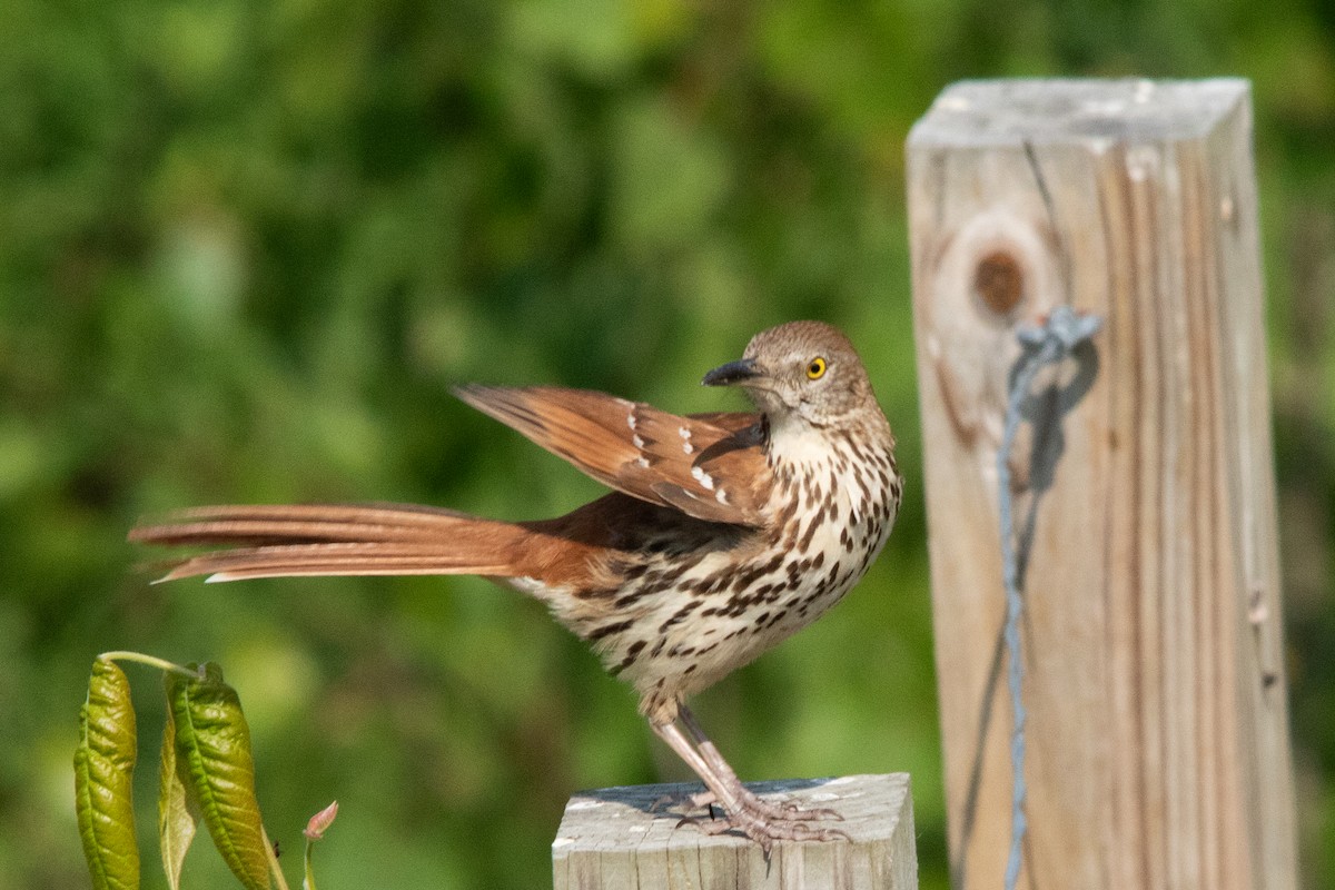 Brown Thrasher - ML601019551