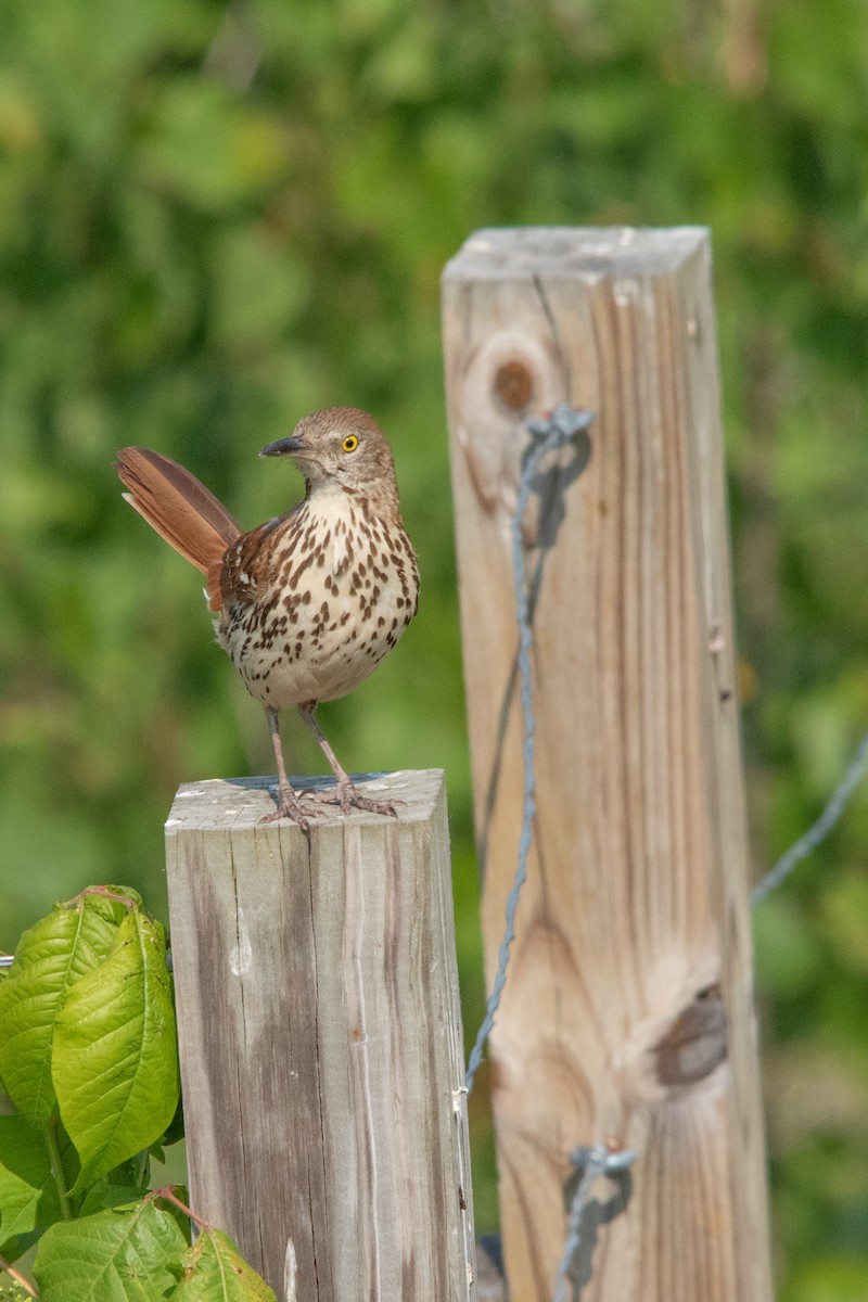 Brown Thrasher - ML601019561