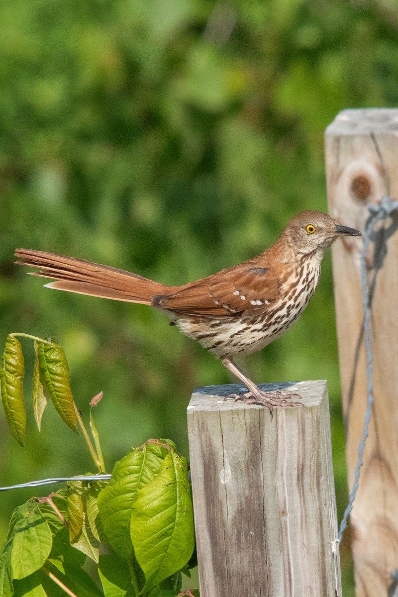 drozdec hnědý - ML601019571