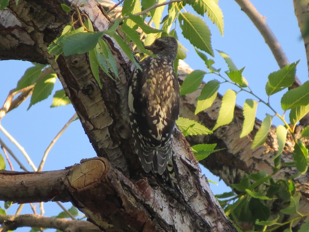 Red-naped Sapsucker - ML601019791