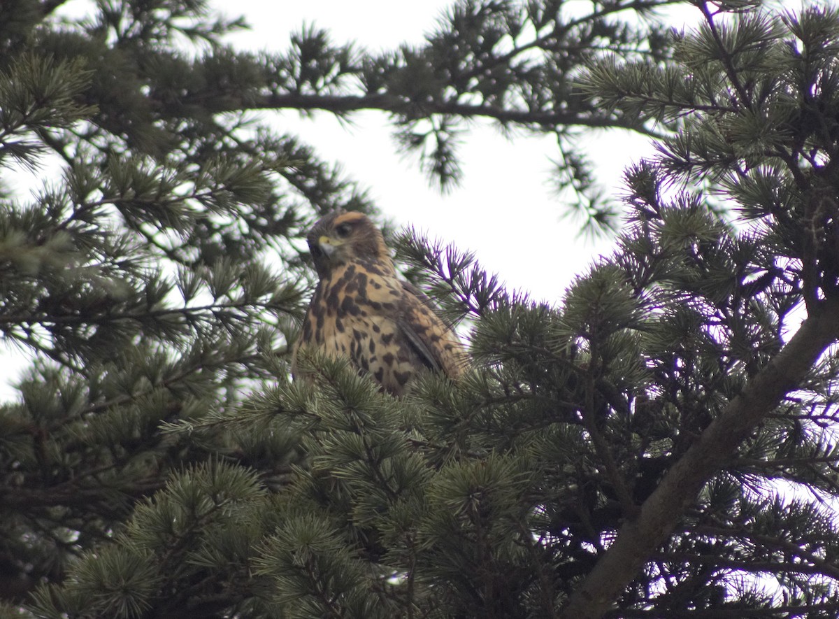 Harris's Hawk - ML601019841