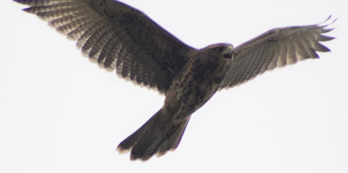 Harris's Hawk - ML601019851