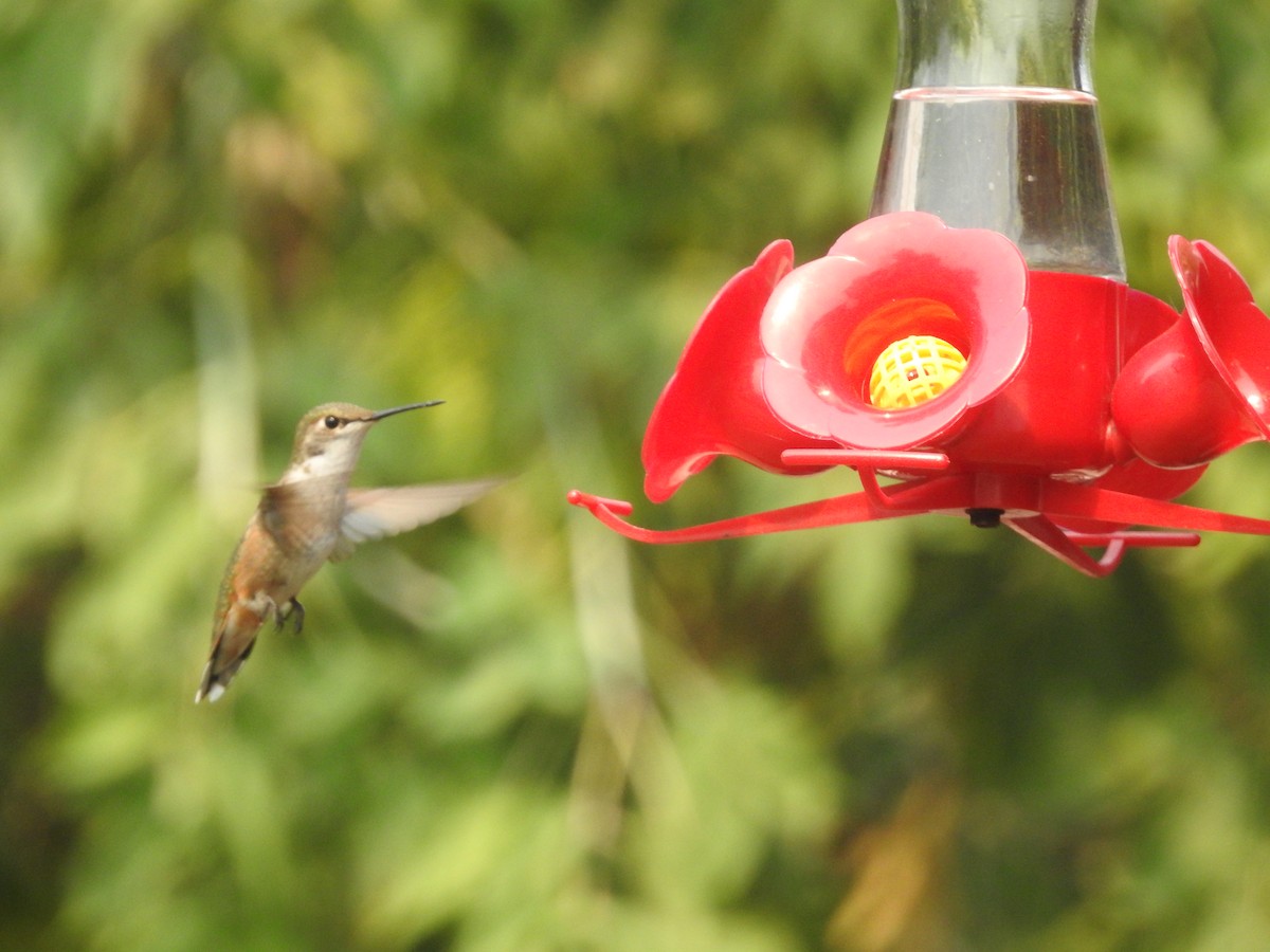 Rufous Hummingbird - ML601020581