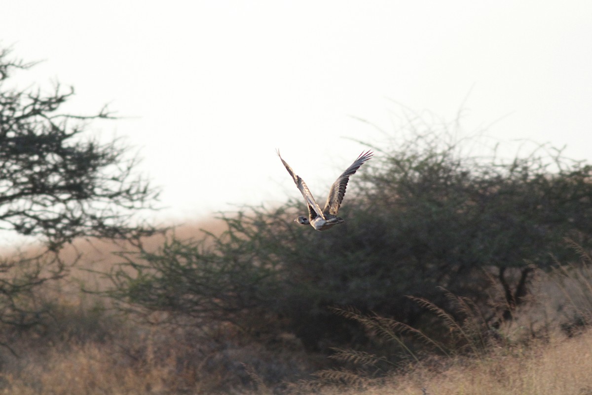 White-bellied Bustard - ML601020601