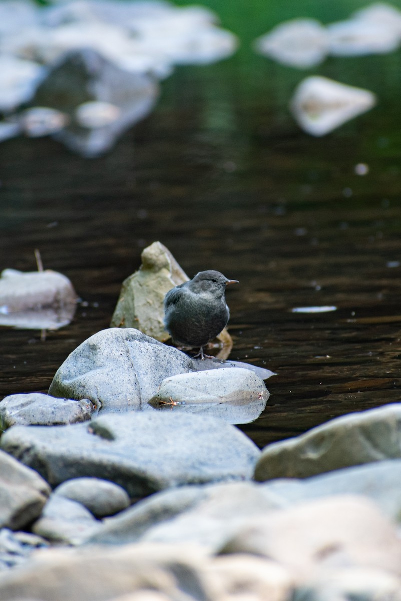 American Dipper - ML601021471